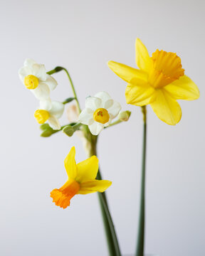 daffodil flowers 3