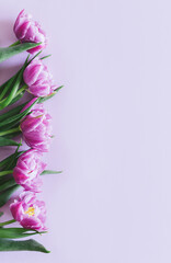 Tender violet tulips on pastel violet background. Greeting card for Women's day.