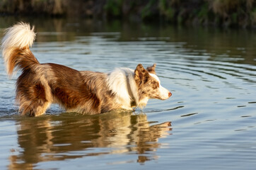 border collie dog walking in the water with beautiful afternoon lighting