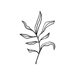 Vector branches and leaves. Hand drawn floral elements. Vintage botanical illustrations