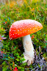 Norwegen, Insel Senja, Fliegenpilz, Amanita muscaria