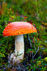Norwegen, Insel Senja, Fliegenpilz, Amanita muscaria