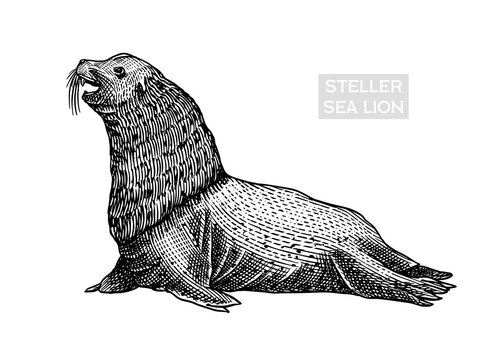 Steller sea lion. Marine creatures, nautical anima. Fur seall or pinnipeds. Vintage retro signs. Doodle style. Hand drawn engraved sketch