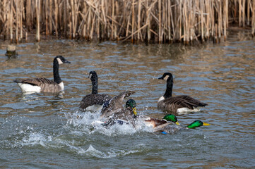 Aggressive animal behaviour in spring with 3 male mallard ducks fighting