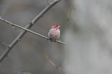 Cassin's finch male perched on limb in tree.