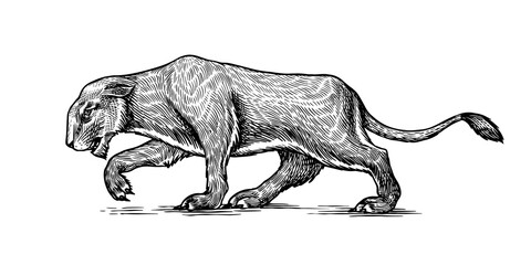 European cave lion. Panthera spelaea. Extinct steppe animal. Vintage retro vector illustration. Doodle style. Hand drawn engraved sketch