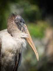 Large Juvenile wood stork posing