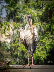 Large Juvenile wood stork posing