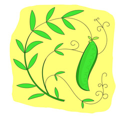 On a branch green peas on a yellow background. Use this vector illustration