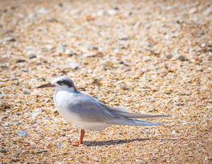Common tern on rocky beach