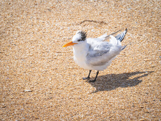 Caspian Tern on beach