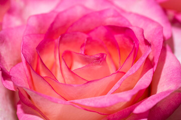 Fototapeta na wymiar Close-up view of beatiful pink rose. Rose close-up as background