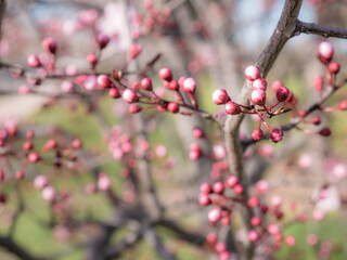 Macro view of almond buds (Prunus dulcis) before opening to create lovely pink flowers in early spring