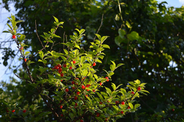 Garden in summer. Nanking cherry with ripe red berries.