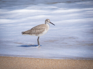 Willet on rocky beach