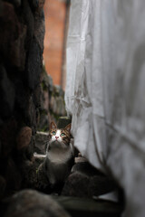 cat between the walls of buildings looking up. Selective focus