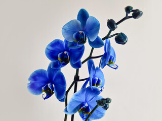 Close-up blue orchid close-up shot against the background of a white wall