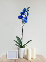 A blue orchid stands on a table in an interior with a frame and candles. Composition of home comfort