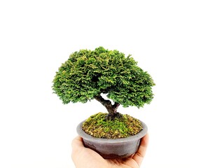 Fototapeta na wymiar bonsai tree isolated on white