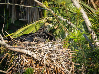 Anhinga building a nest