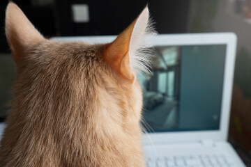 The red cat turned its back to the viewer, facing the screen of the netbook. Cats that interfere...