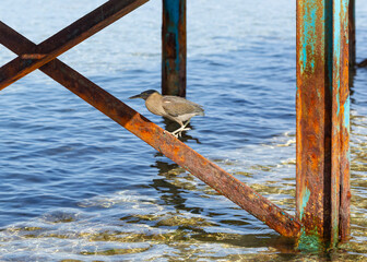 Naklejka premium Striated heron (Butorides striata) also known as mangrove heron, little heron or green-backed heron. The bird hides in the metal piles of the pontoon.