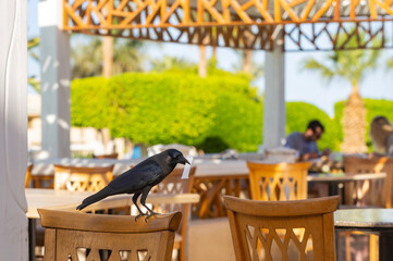 House crow (Corvus splendens), also known as the Indian, greynecked, Ceylon or Colombo crow. A bird tries to steal food from a human dwelling.