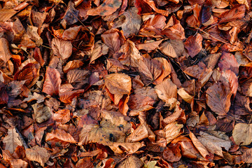 Background group autumn red leaves. 