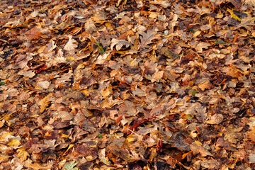 Background group autumn red leaves. 