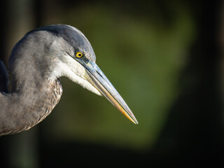 Beautiful portrait of a Great Blue Heron