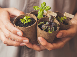 Woman holds basil seedlings in peat pots. Spring sale in mall and flower shops. Season of growing seedlings and planting plants in ground. Botanical hobby. - obrazy, fototapety, plakaty