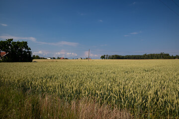 Swedish countryside crop field