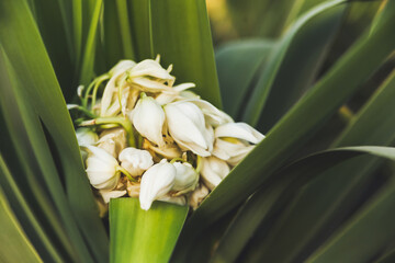 Obraz premium Blooming yucca. White flowers inside green foliage. Green leaves of tropical tree.