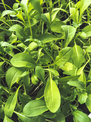 Green leaves of arugula seedlings. Gardening at home, Flower pot with young plants on windowsill.
