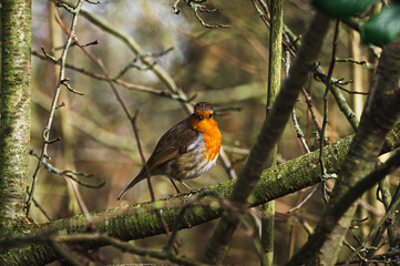 Robin perched on winter tree branches