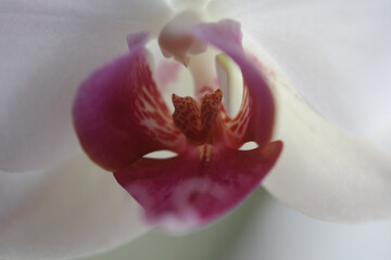 Flower clitoris vagina vulva concept. Orgasm. Spring bloom. Erotic orchid blossom closeup.