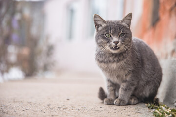 cat in street