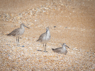 Cute little willet bird on shore
