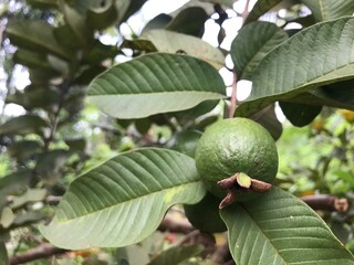 It's a raw Guava fruit