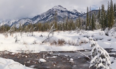 Winter Wetland
