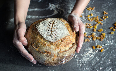 Top view photo of a table. Round sourdough bread  made of rye grain, navy blue kitchen towel, woman's hands holding bread. Homemade bread recipes. 
