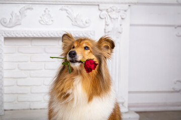 Collie dog sitting on the floor with red rose flower in the mouth on white background