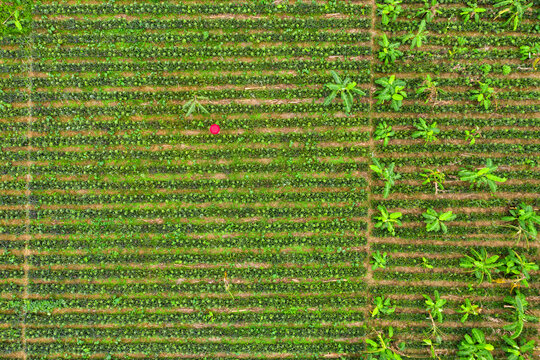 Aerial view of a person with a red umbrella standing in a pineapple garden near Madhupur city,  Dhaka, Bangladesh.