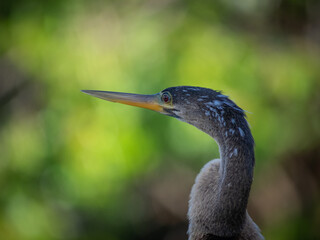 Portrait of a Beautiful Anhinga bird