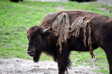 Buffalo
