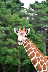 Baby Giraffe