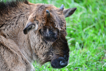Fototapeta premium Wildebeests