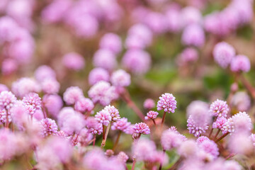 Many little pink flowers, persicaria capitata specie.