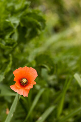 One isolated poppy, green leaves in background.