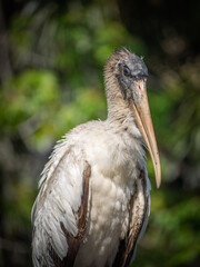 Large Juvenile wood stork posing